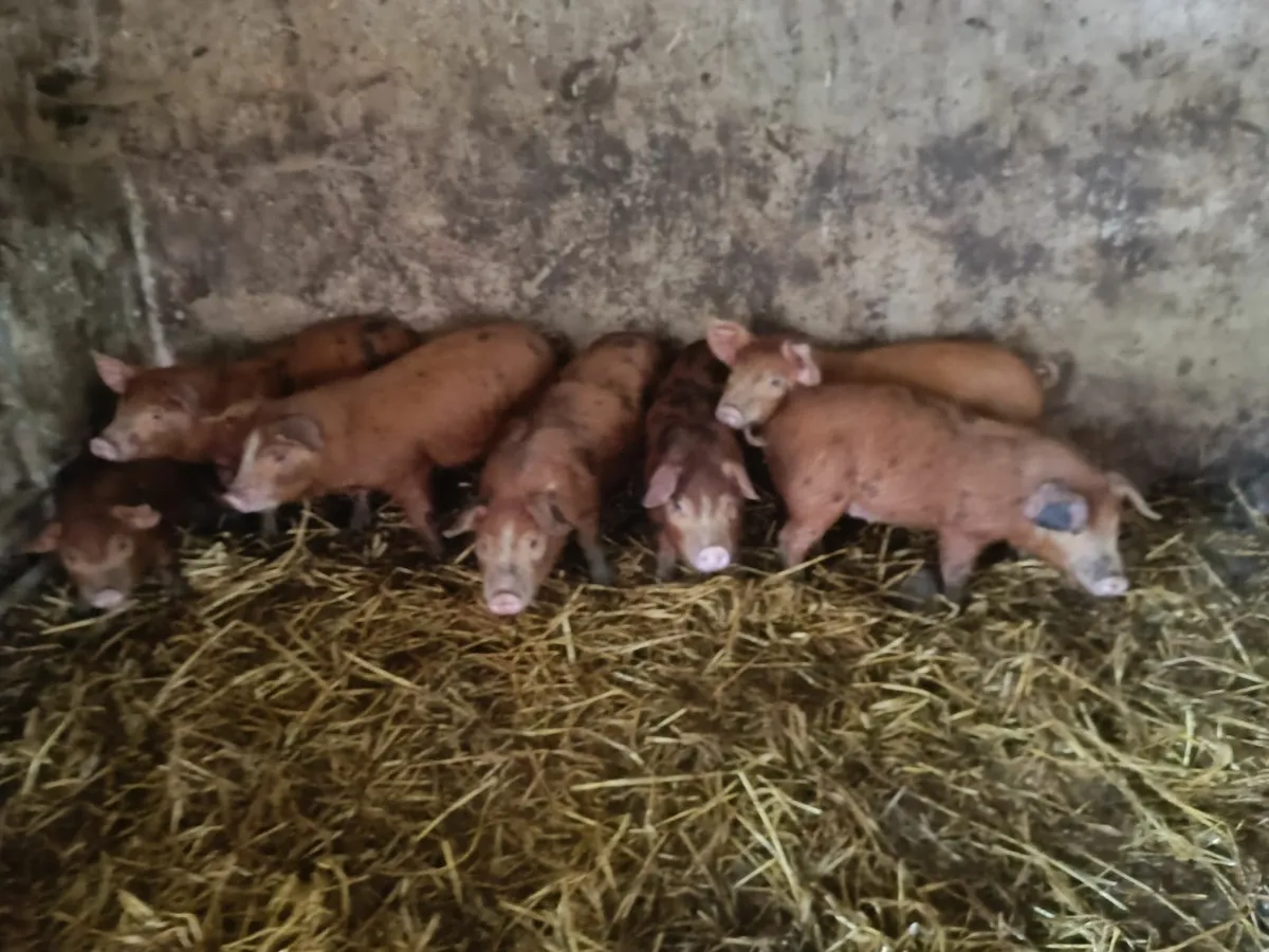 Piglets - Image 1