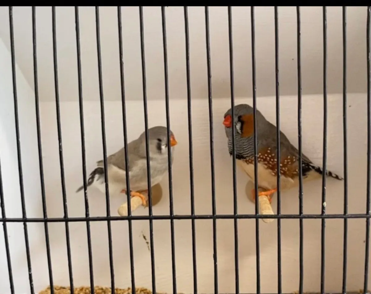 Zebra finches - Image 2