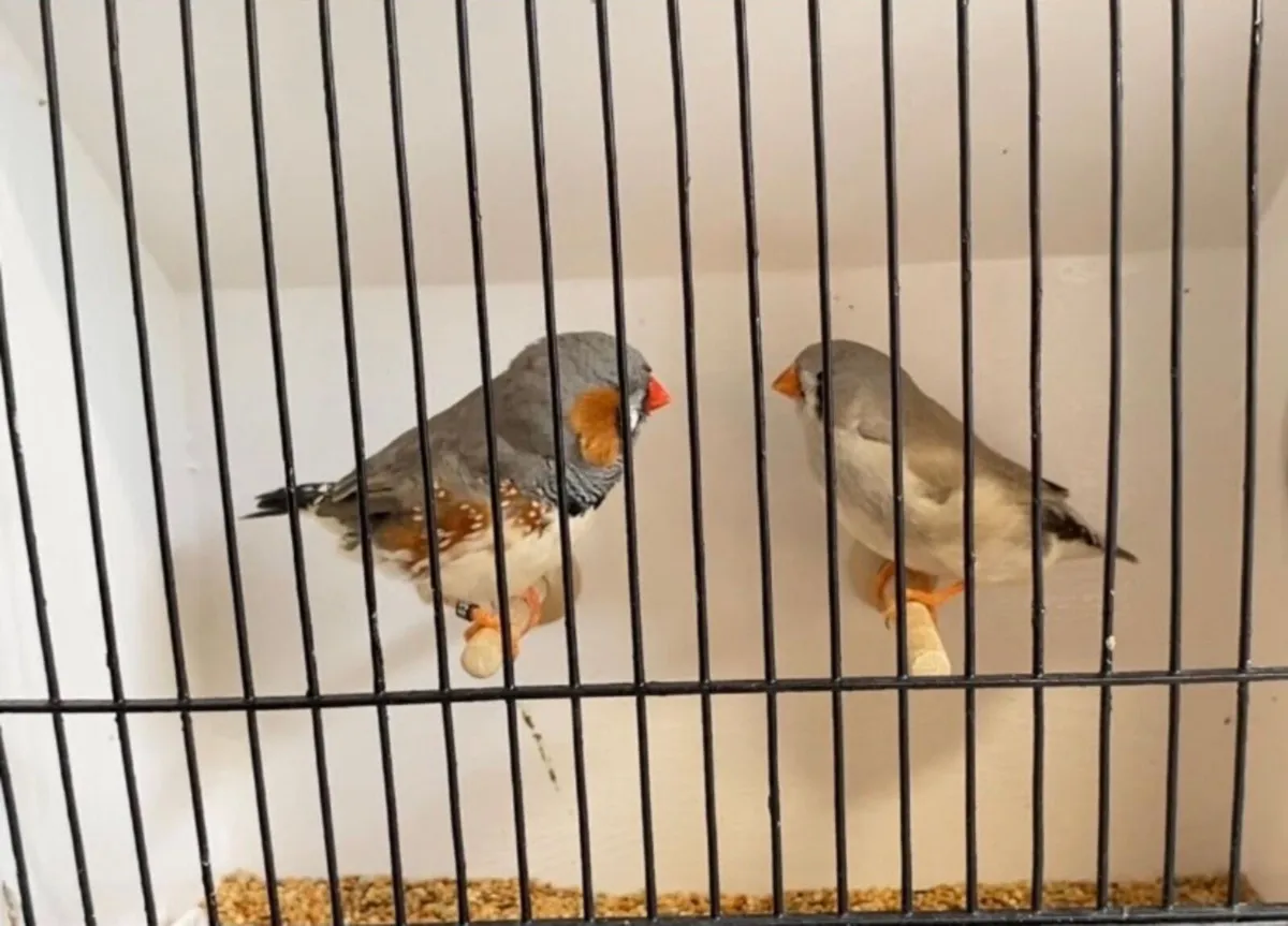 Zebra finches - Image 3