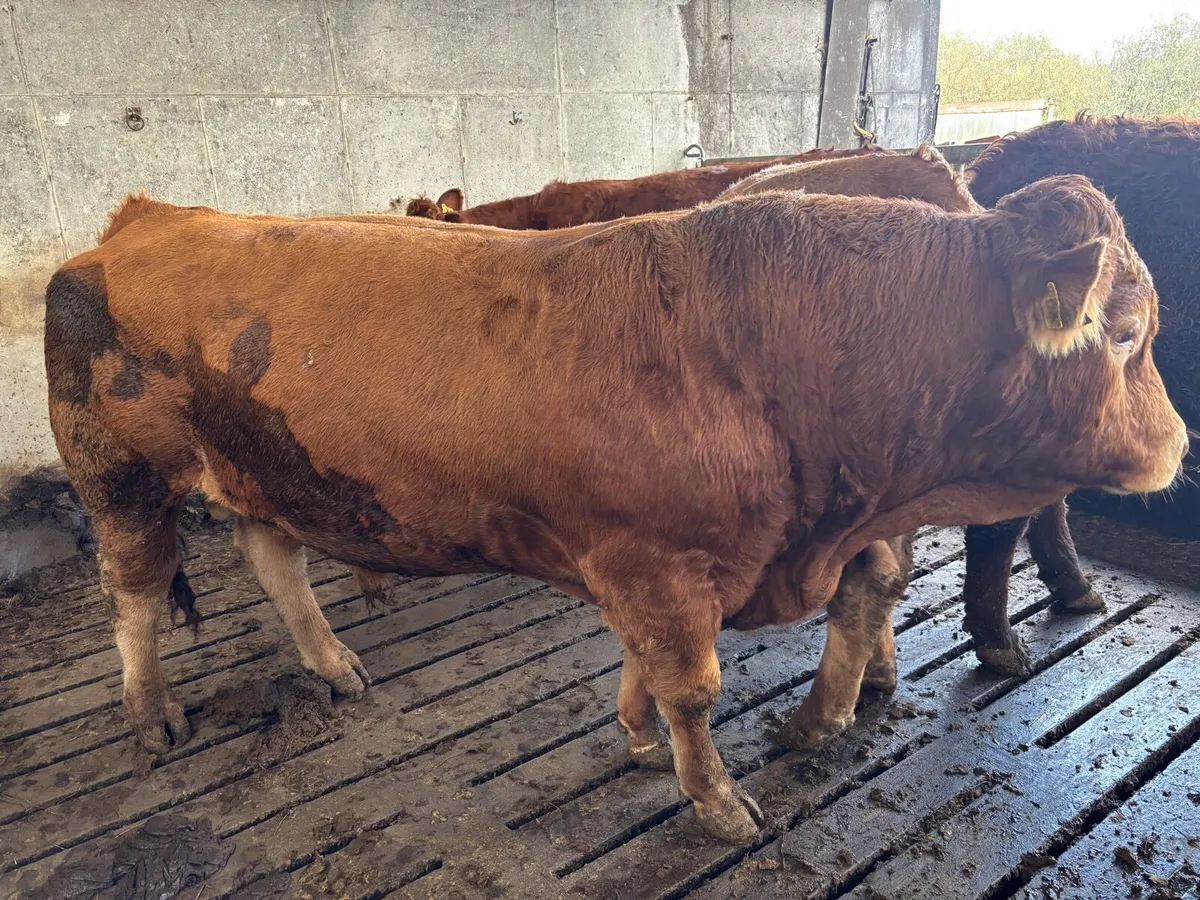 Limousin bull - Image 1