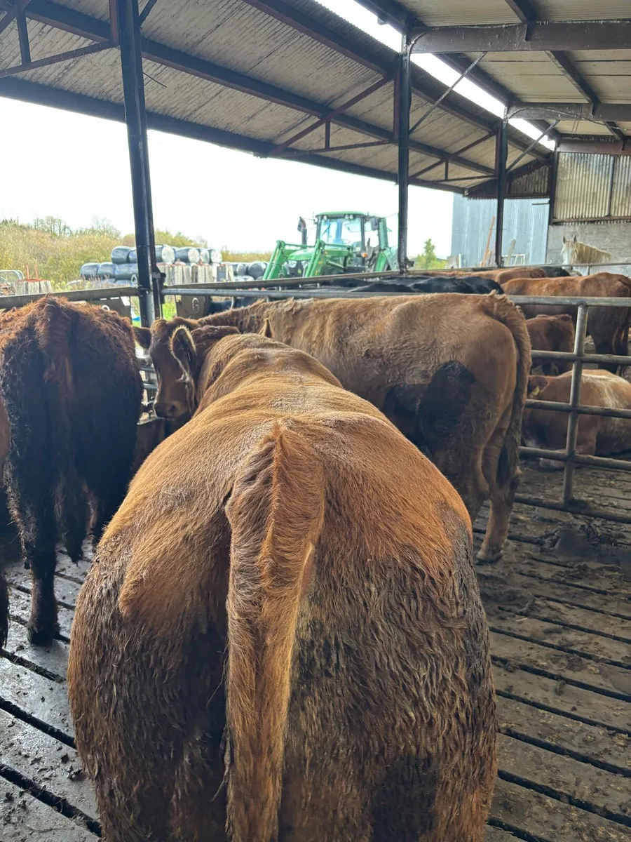 Limousin bull - Image 2