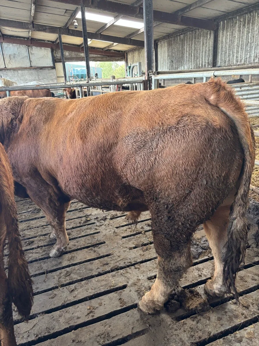 Limousin bull - Image 3