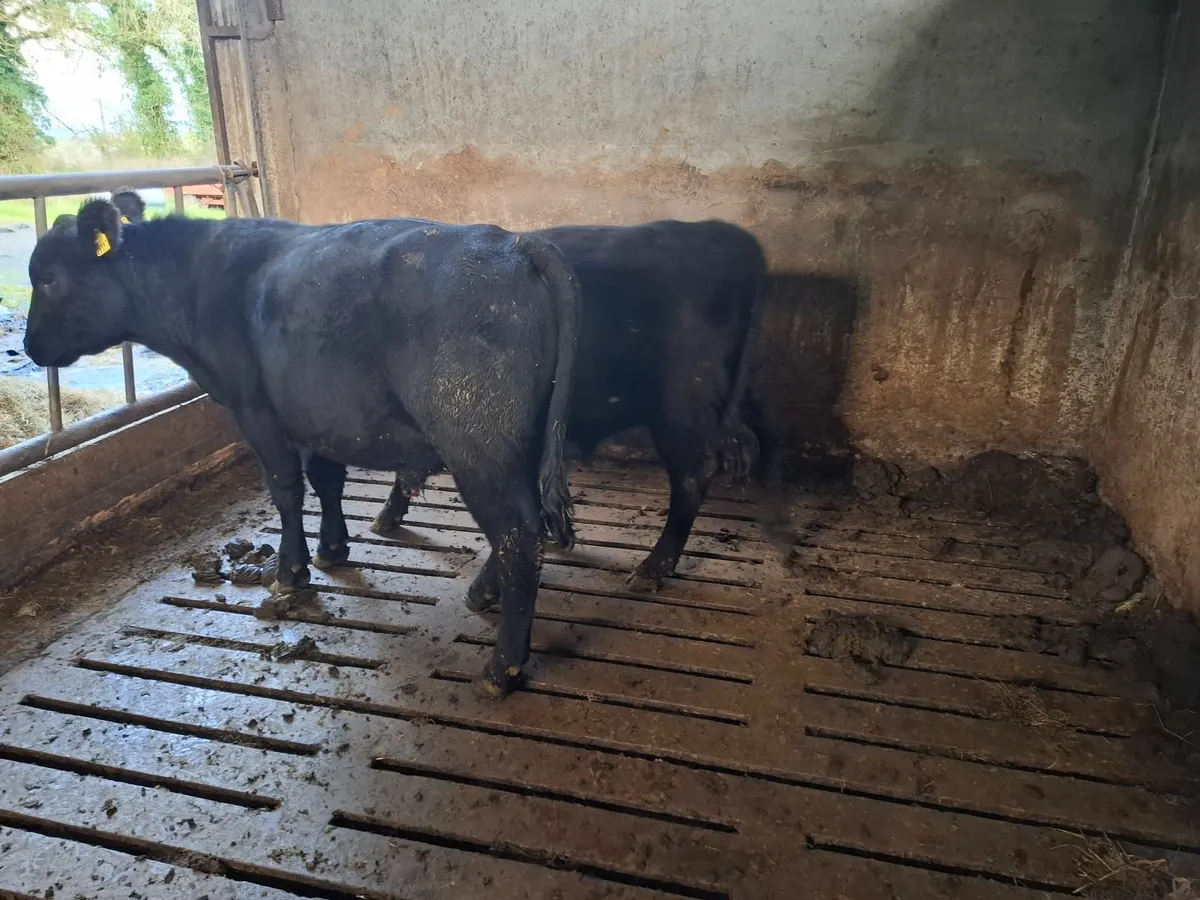 PEDIGREE ORGANIC BULLS - Image 1