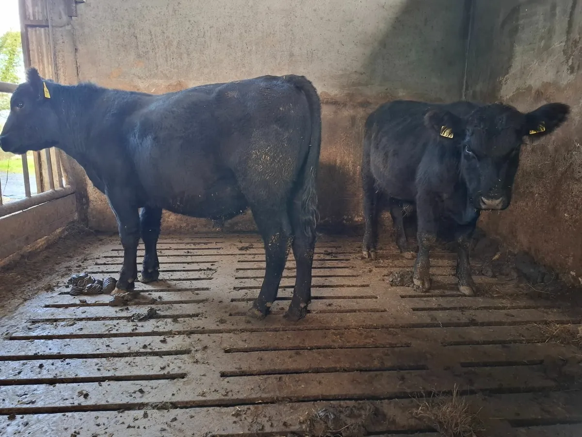 PEDIGREE ORGANIC BULLS - Image 2