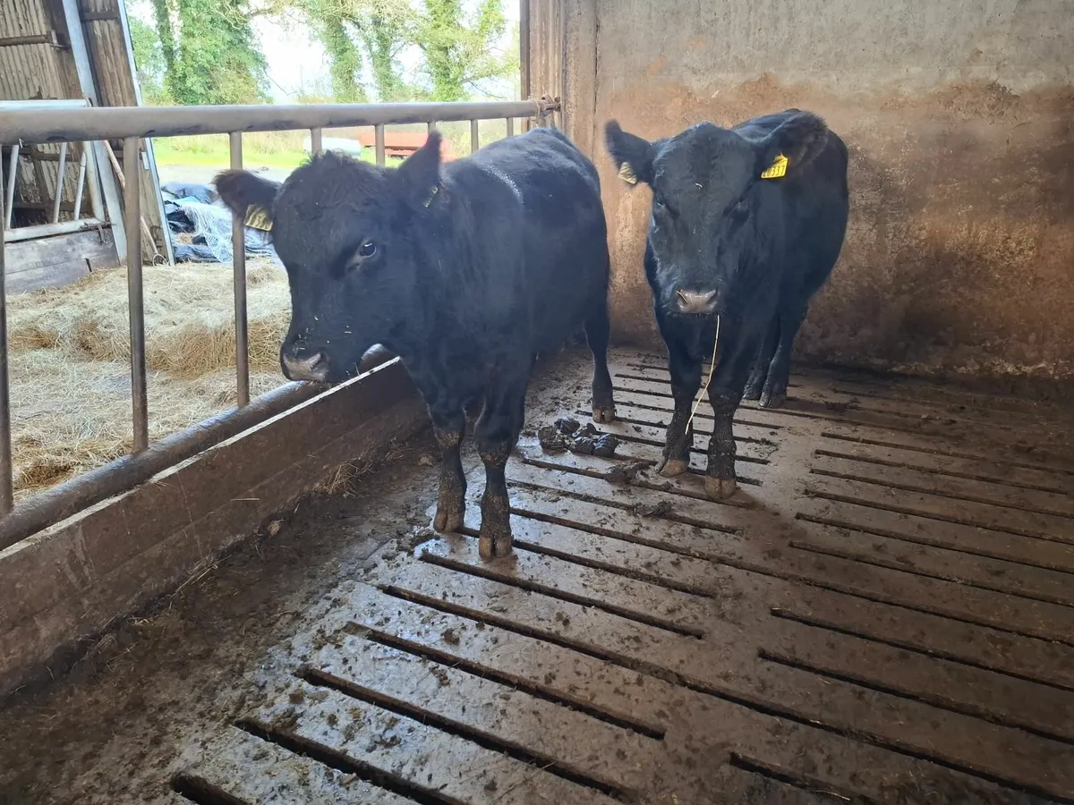 PEDIGREE ORGANIC BULLS - Image 3