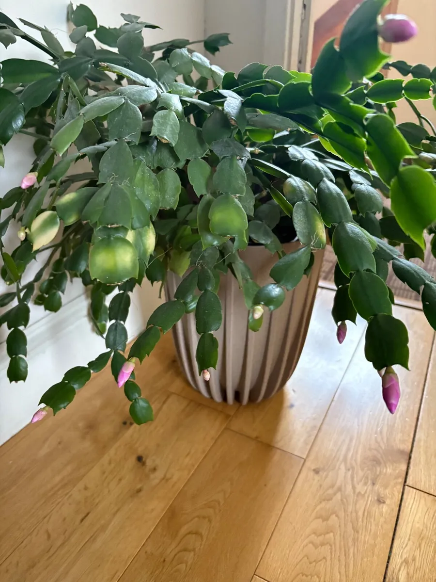 Plant - Image 1