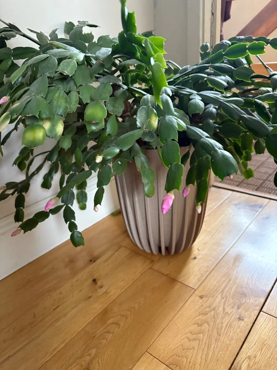 Plant - Image 2