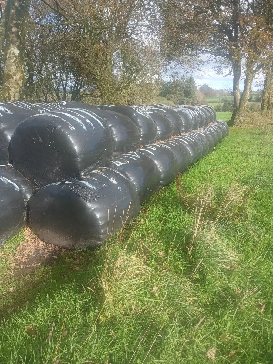 Round bales silage - Image 2