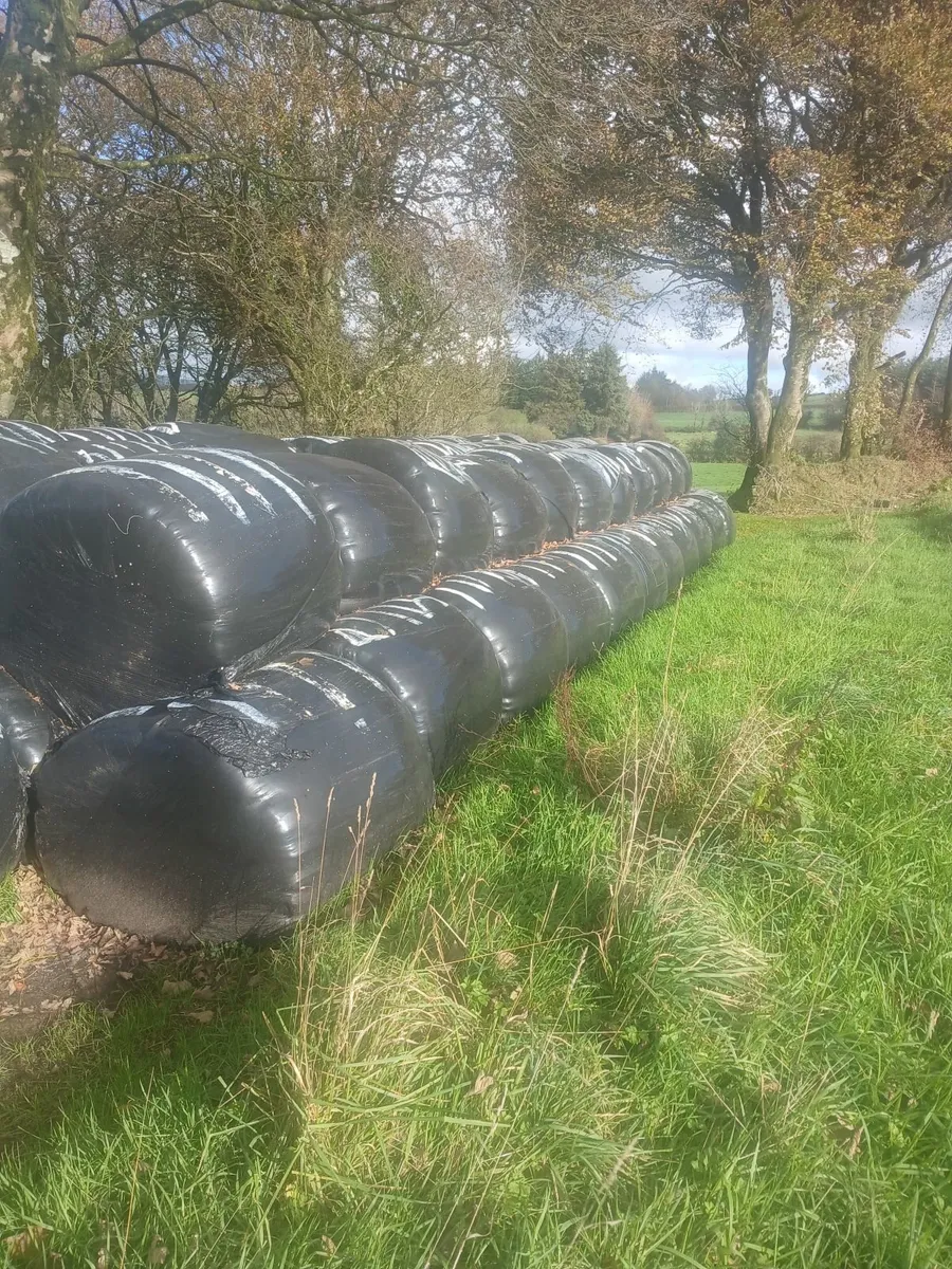Round bales silage - Image 3