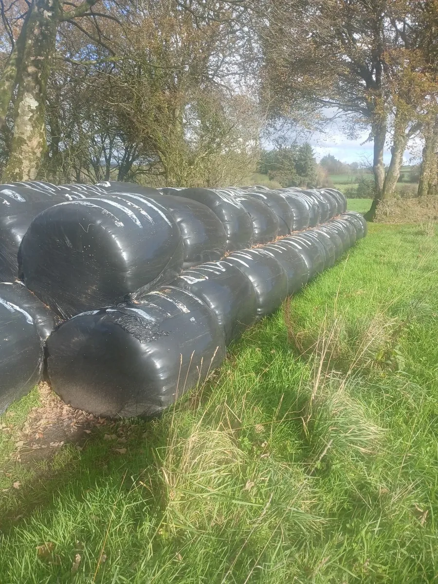 Round bales silage - Image 4