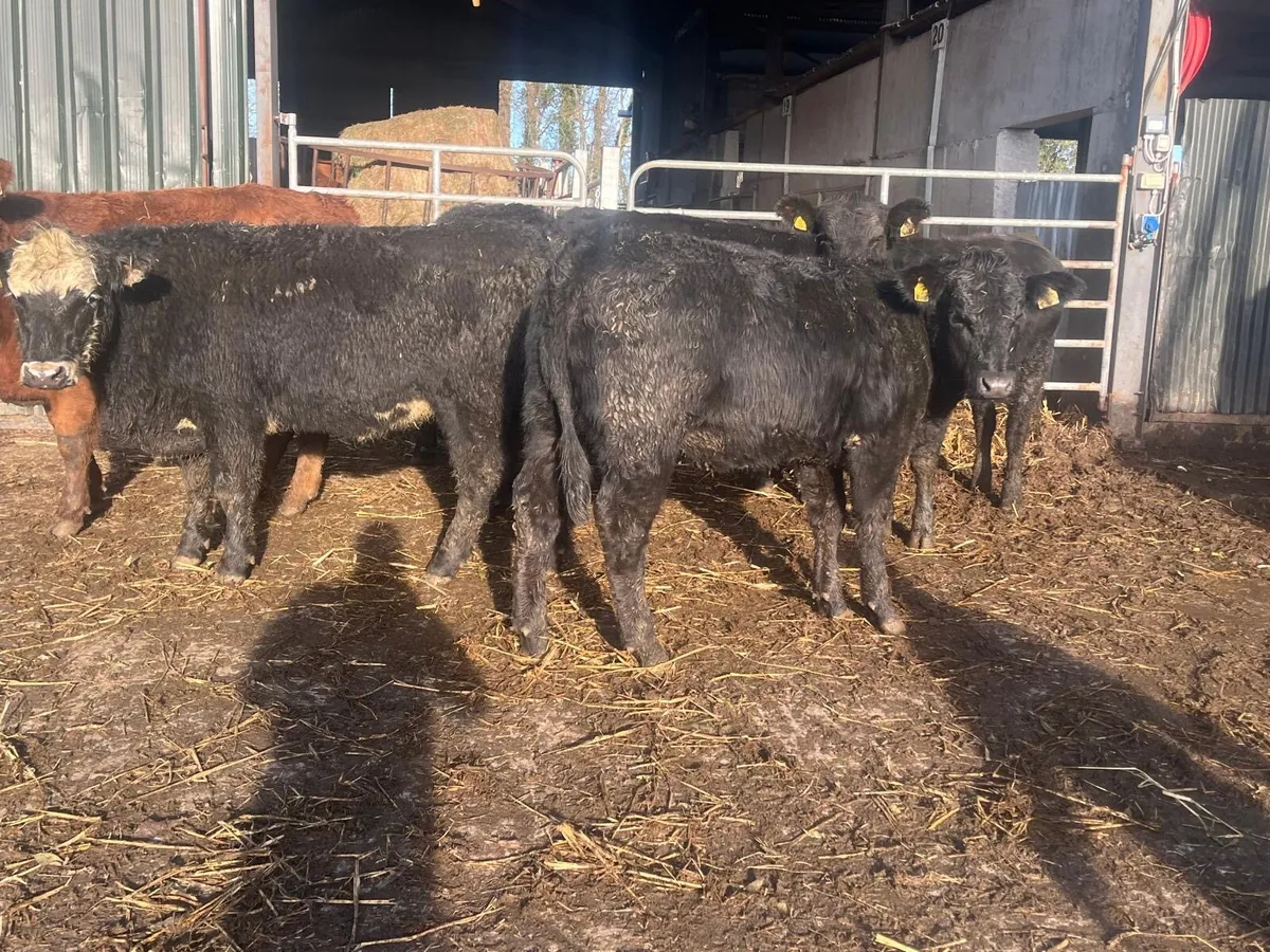 4 super suckler bred Angus store bullocks - Image 1
