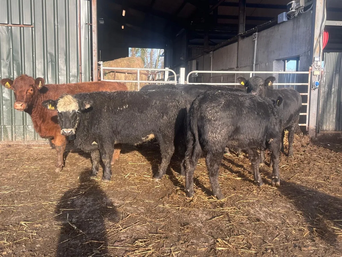 4 super suckler bred Angus store bullocks - Image 2