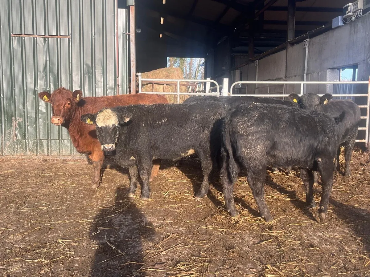 4 super suckler bred Angus store bullocks - Image 3