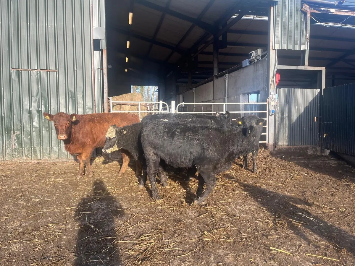 4 super suckler bred Angus store bullocks - Image 4