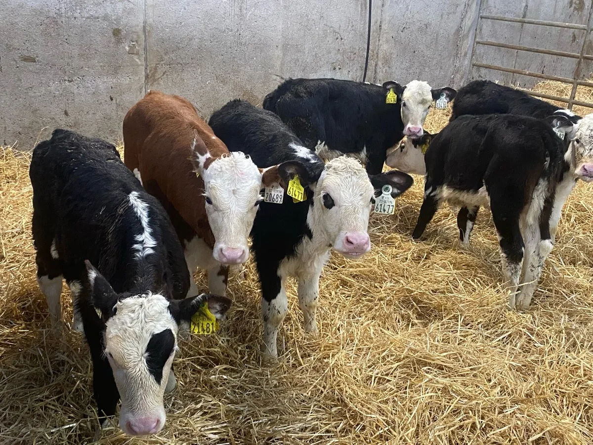 8 Smashing Whitehead Heifer Calves - Image 1
