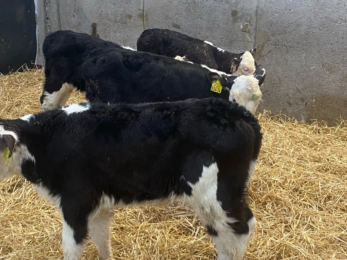 8 Smashing Whitehead Heifer Calves - Image 2