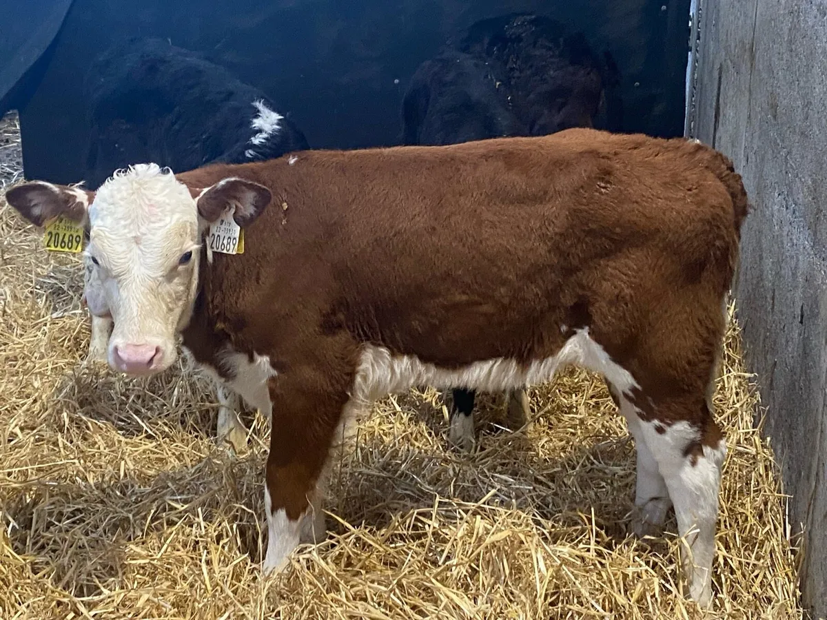 8 Smashing Whitehead Heifer Calves - Image 3