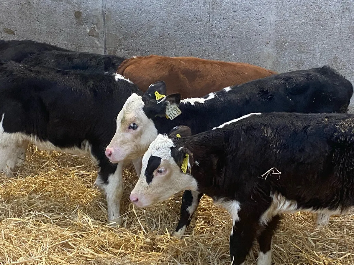 8 Smashing Whitehead Heifer Calves - Image 4