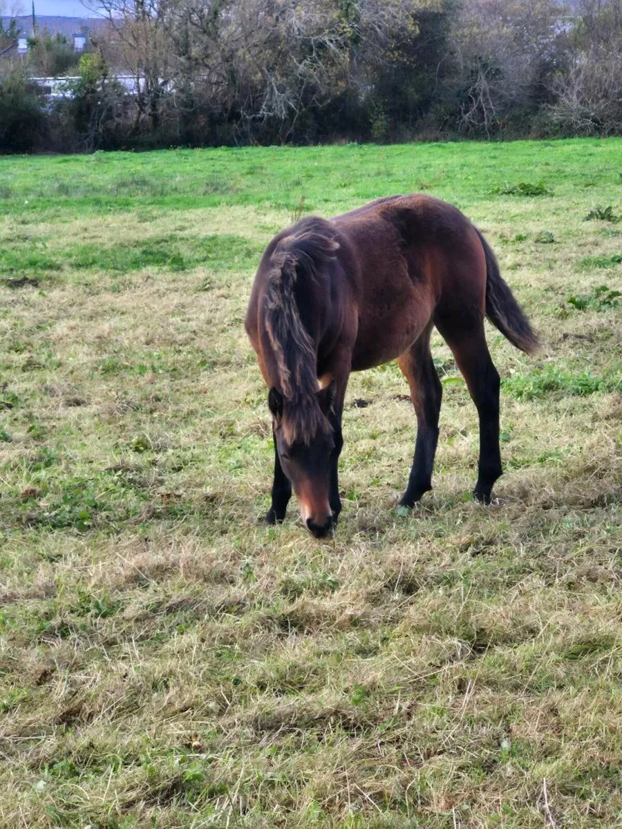 Connemara filly foal LOT 924 - Image 1