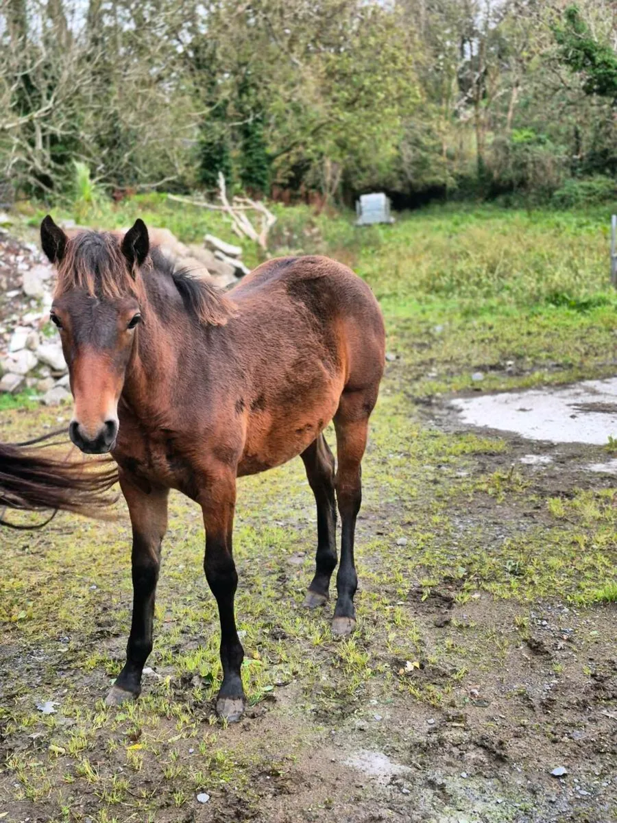 Connemara filly foal LOT 924 - Image 4