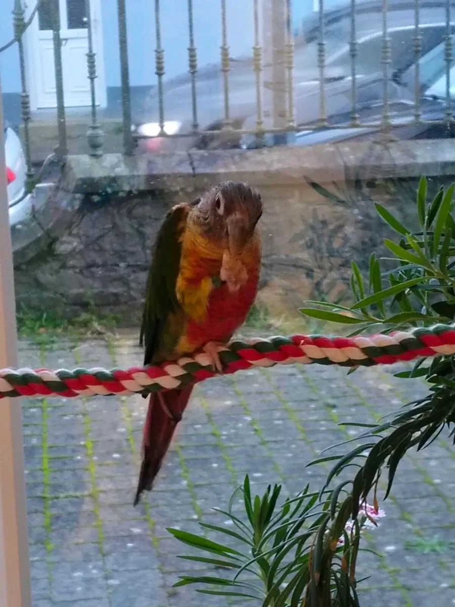 Green cheeked conure - Image 1
