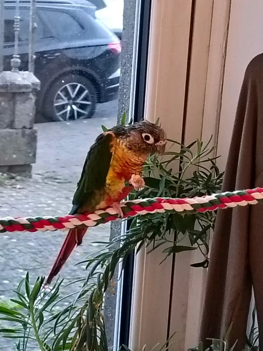 Green cheeked conure - Image 2
