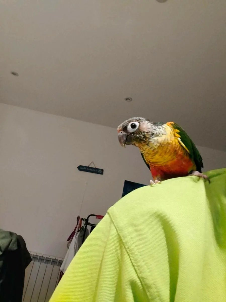 Green cheeked conure - Image 3
