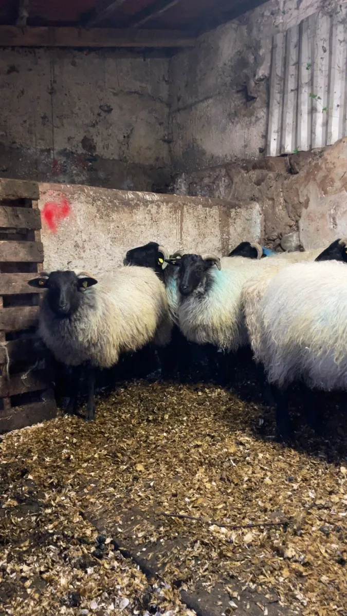 Mayo mountain ewe lambs - Image 1