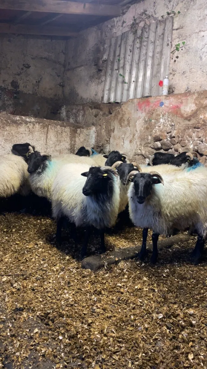 Mayo mountain ewe lambs - Image 2