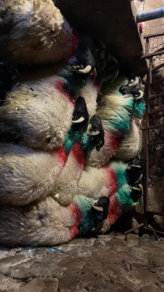Mayo mountain ewe lambs - Image 3