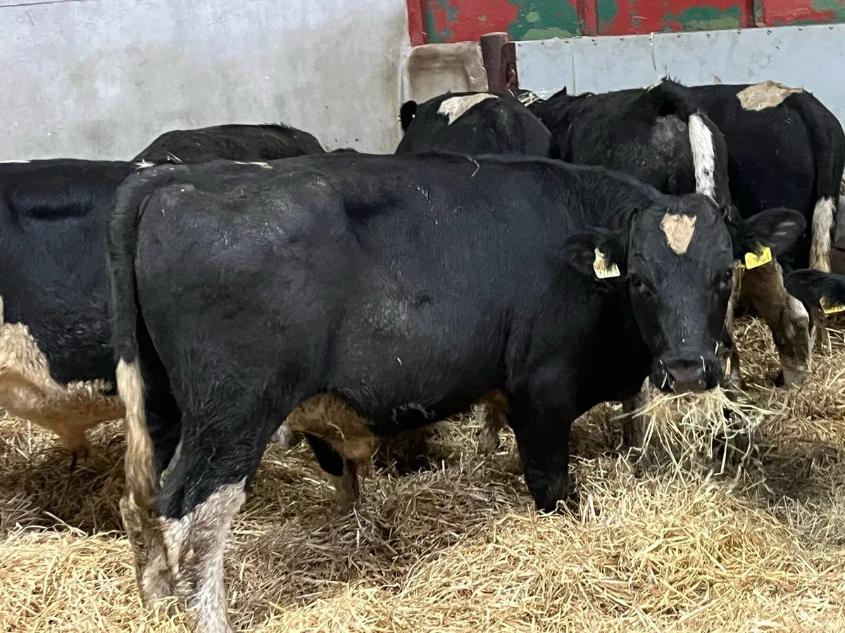 ⭐️ 10 Super British Friesian Bull Weanlings ⭐️ - Image 1