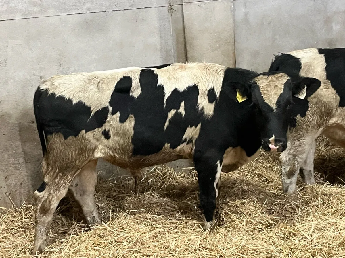 ⭐️ 10 Super British Friesian Bull Weanlings ⭐️ - Image 2