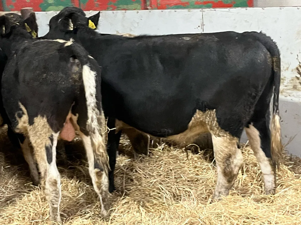 ⭐️ 10 Super British Friesian Bull Weanlings ⭐️ - Image 3