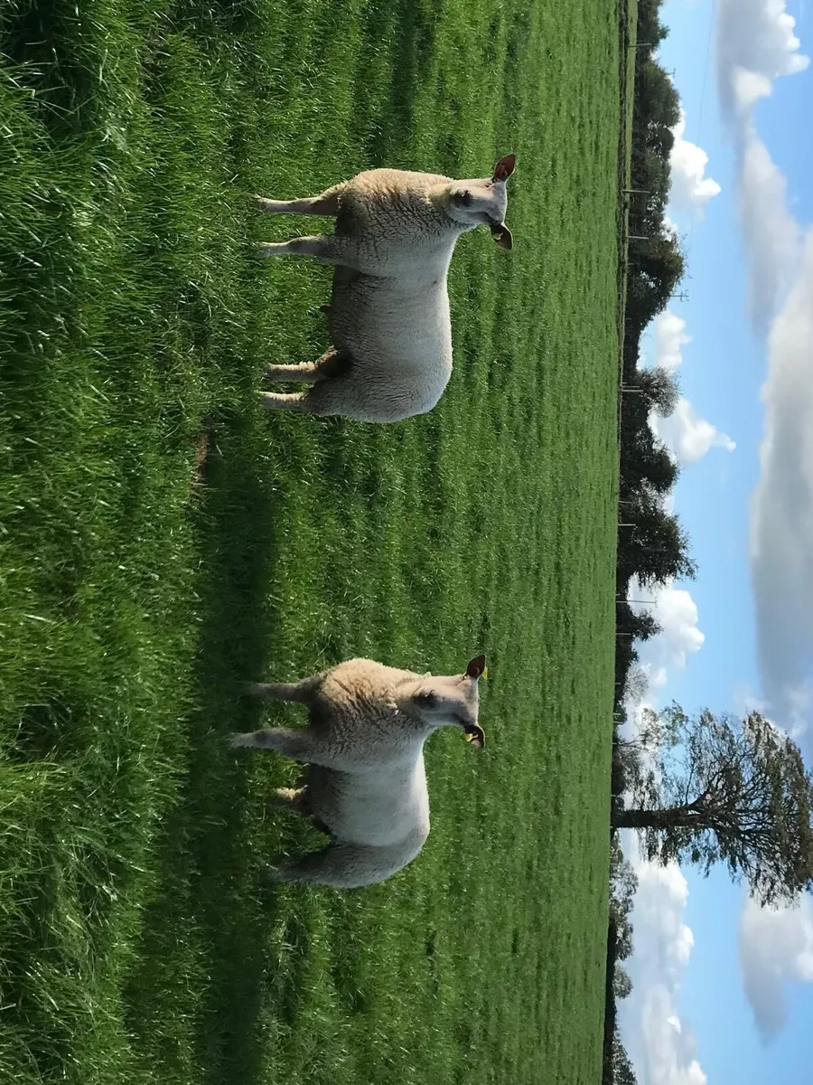 PBR charollais ram lambs - Image 2