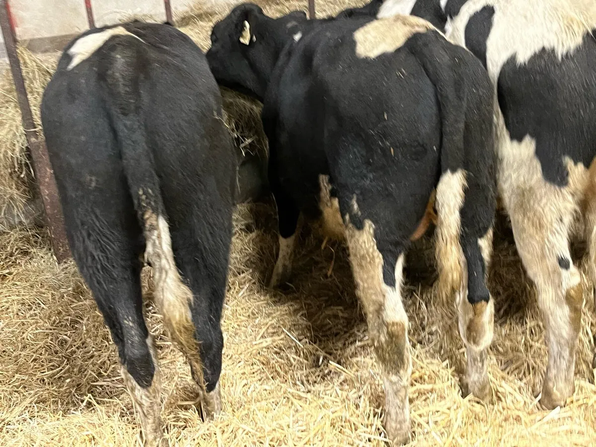 ⭐️ 10 Super British Friesian Bull Weanlings ⭐️ - Image 4