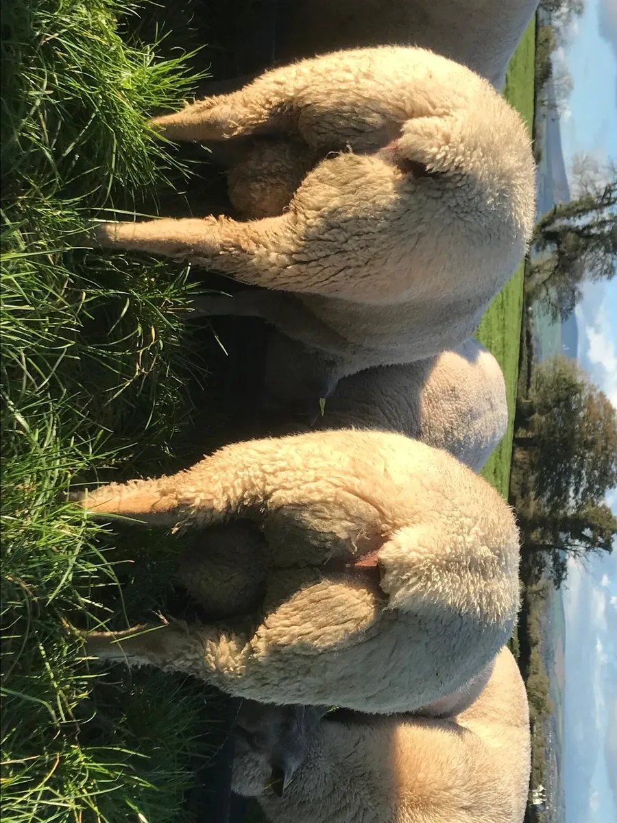 PBR charollais ram lambs - Image 3