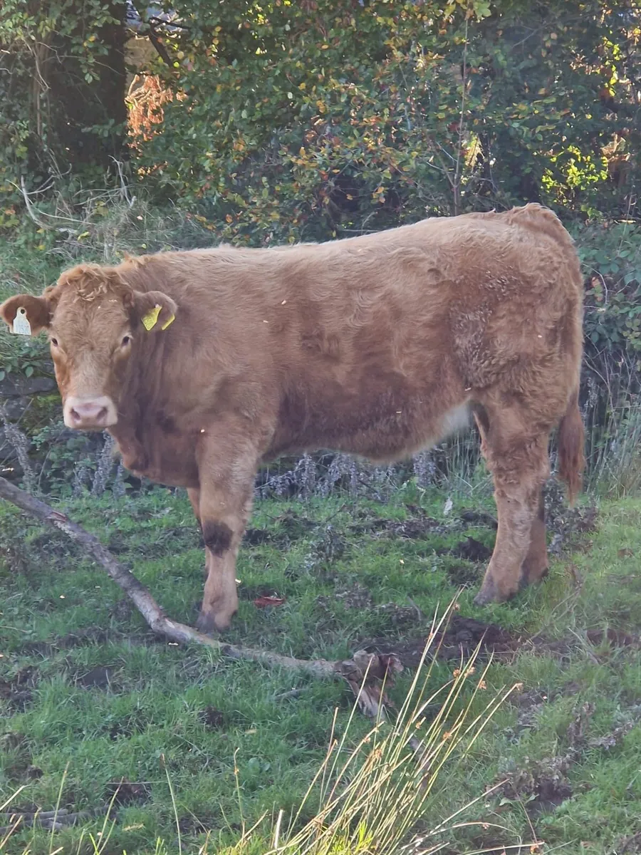 Weanling Heifers - Image 1
