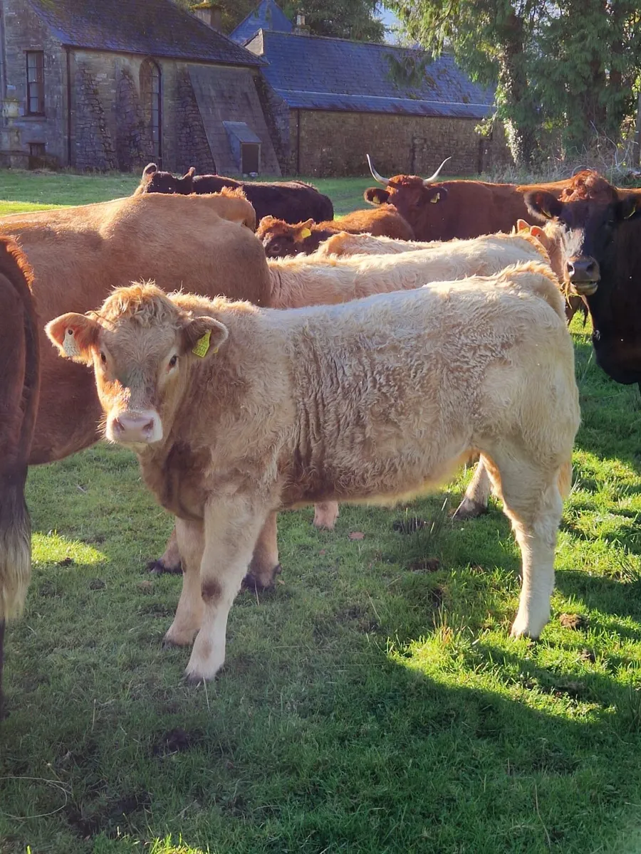 Weanling Heifers - Image 2