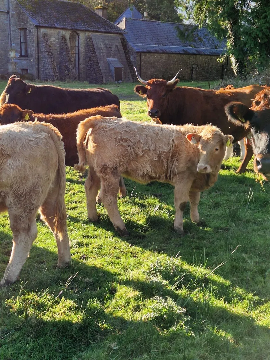 Weanling Heifers - Image 3
