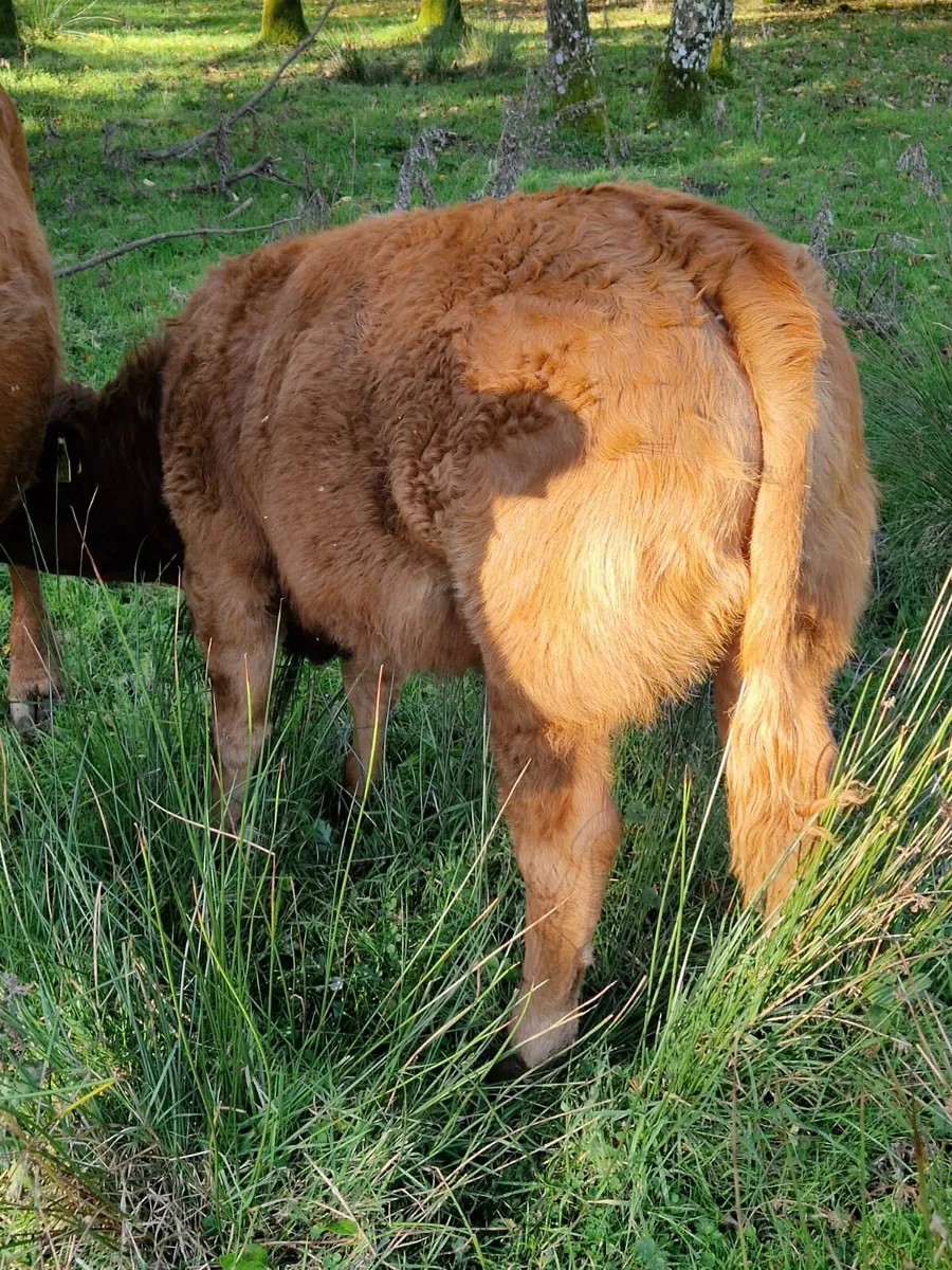 Weanling Heifers - Image 4