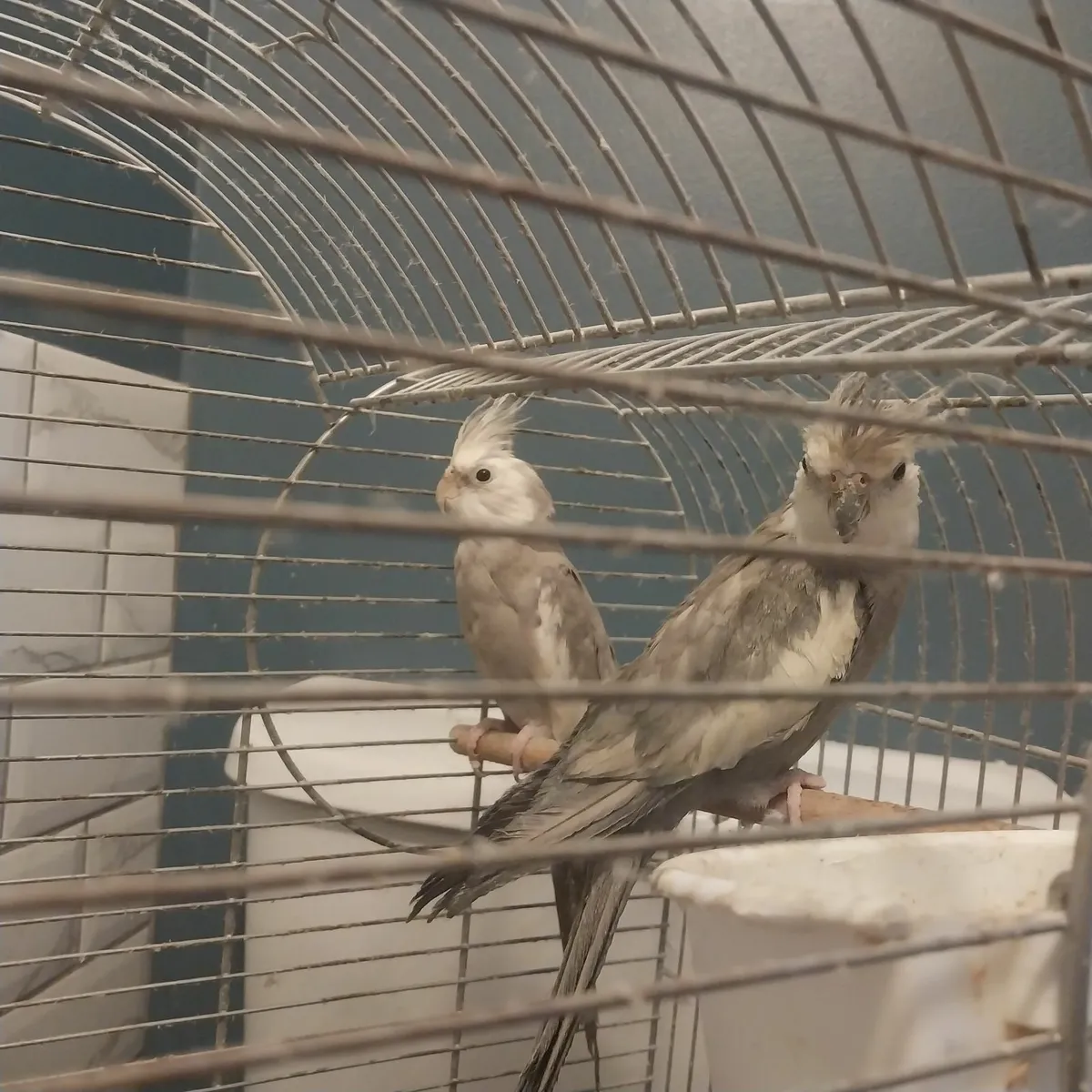 Cockateils