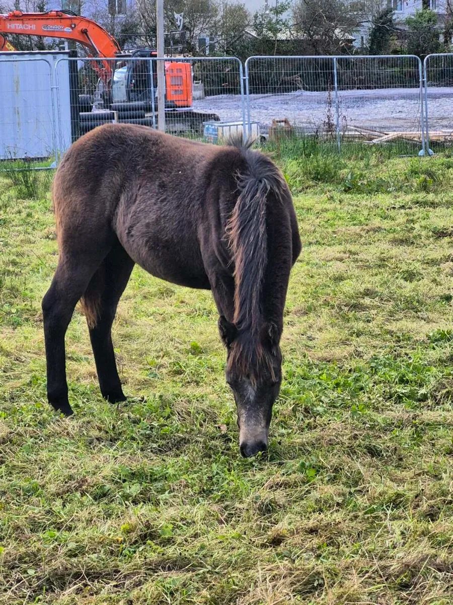 Connemara Filly Foal Lot 926 - Image 1