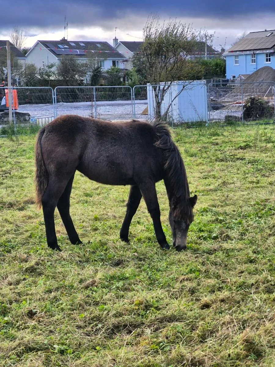 Connemara Filly Foal Lot 926 - Image 3