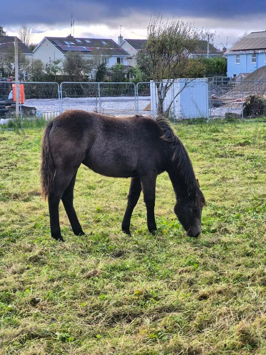 Connemara Filly Foal Lot 926 - Image 4