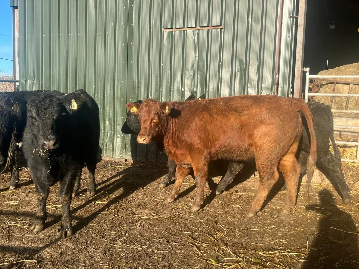 6 super  Angus suckler bred  400kg heifers - Image 1