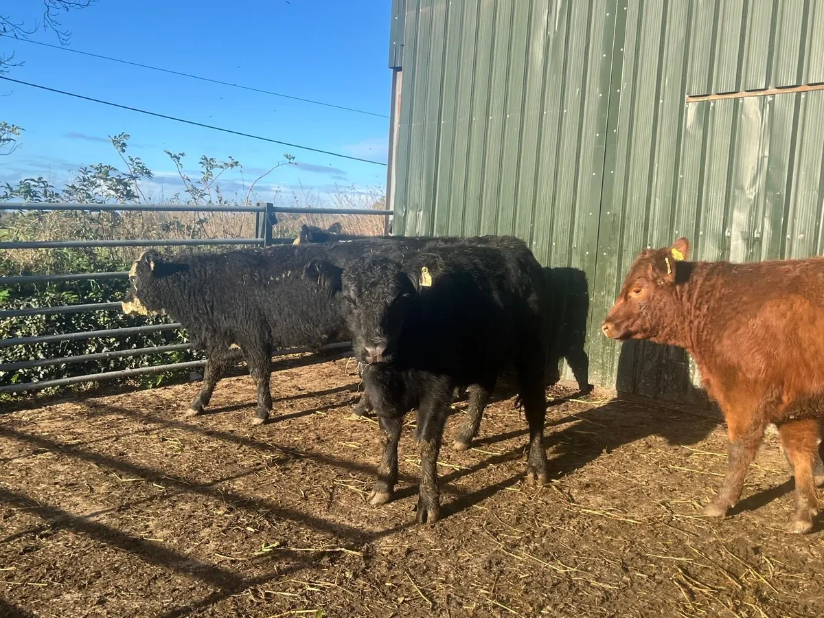 6 super  Angus suckler bred  400kg heifers - Image 2