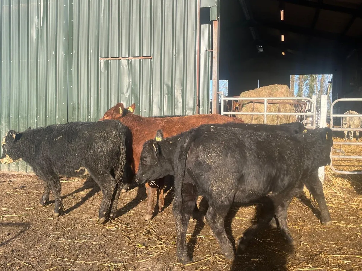 6 super  Angus suckler bred  400kg heifers - Image 3