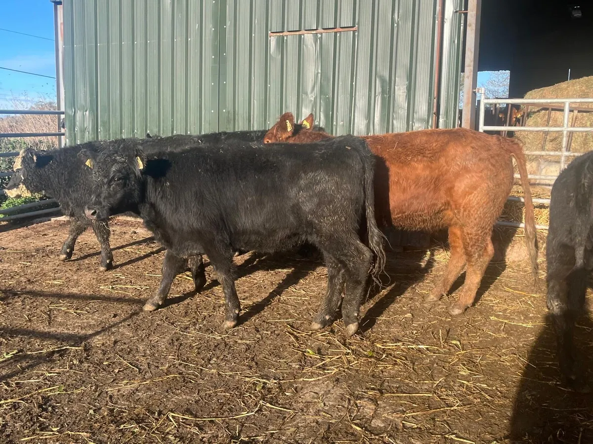 6 super  Angus suckler bred  400kg heifers - Image 4