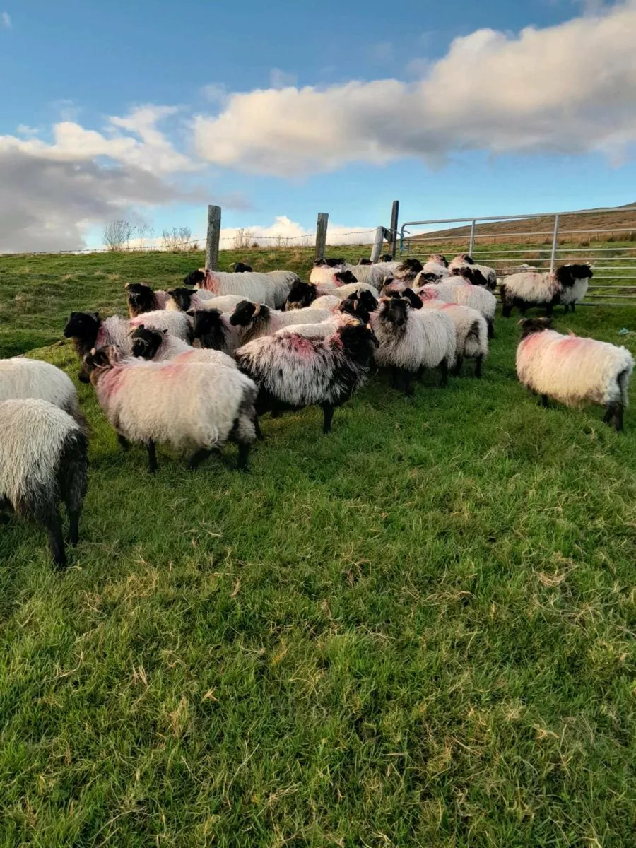 Ewe lambs - Image 1