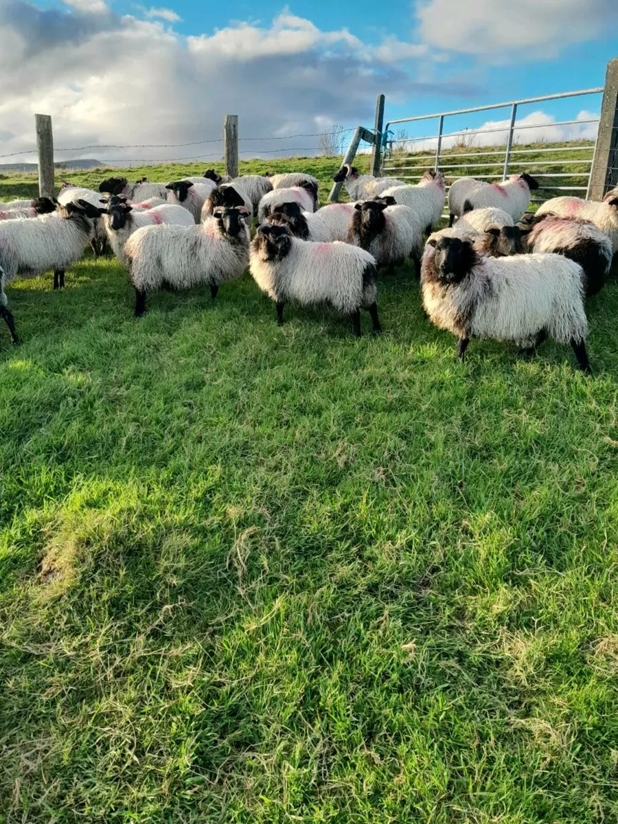 Ewe lambs - Image 2